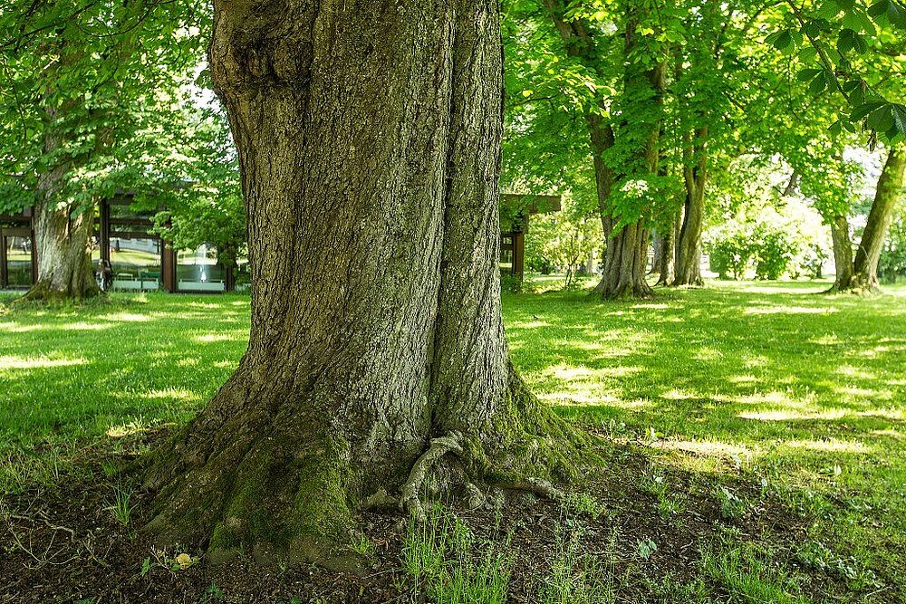 Ein dicker Baumstamm steht im Vordergrund, im Hintergrund ist eine grüne Parkanlage zu sehen. 